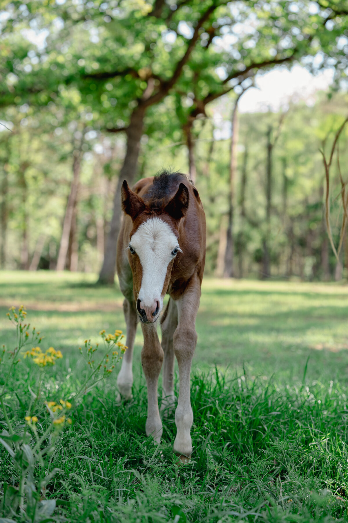 Horse close up